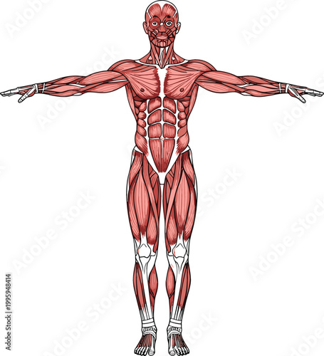 Human muscular system anatomy full body front view detailed muscle structure medical study illustration vector isolated on light background