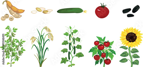 Agricultural plants and seeds set: soybean (Glycine max), rice (Oryza sativa), cucumber (Cucumis sativus), tomato (Solanum lycopersicum), and sunflower (Helianthus annuus)