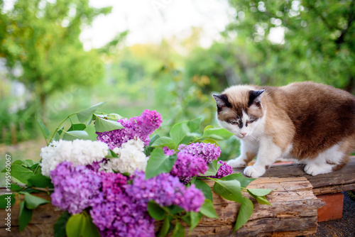 Cute cat straight sitting with flower lilac, a vintage