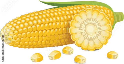 Corn Cob with Kernels Set Fresh Maize Vegetable Whole and Sliced Organic Food Flat Vector Illustration