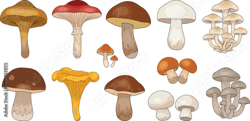Mushroom Varieties Collection with Edible and Wild Fungi Different Shapes and Species Flat Vector Illustration Set