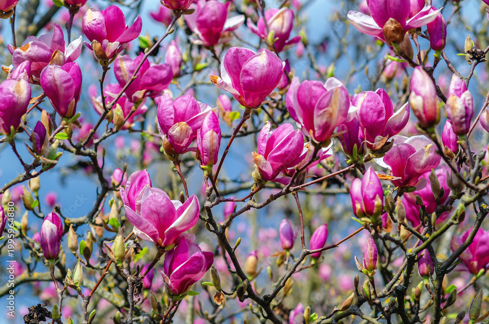 Fototapeta premium Branches with blooming pink magnolias against blue sky. Calm atmosphere. Spring floral screensaver.