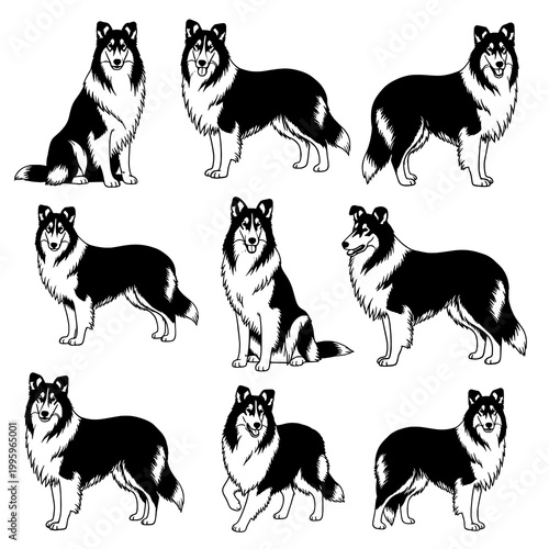 Collection of Elegant Black and White Collie Dog Illustrations Posed in Various Stances