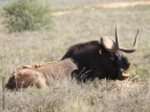 Wildebeest
