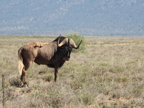 Wildebeest