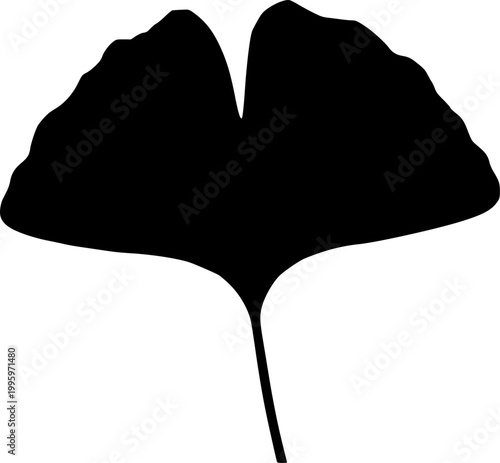 Ginkgo biloba leaf silhouette, black shadow, outline profile isolated on white background