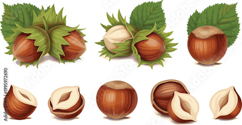Hazelnut Collection with Whole Shelled and Peeled Nuts Fresh Organic Food Ingredient Flat Vector Illustration Set