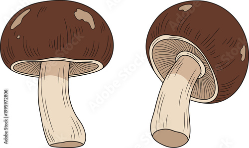 Brown Mushrooms Set with Whole Edible Fungi Caps Fresh Food Ingredient Flat Vector Illustration