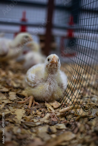 Low angle shot of a 10-day-old Ross broiler chicken looking at camera in a commercial poultry house