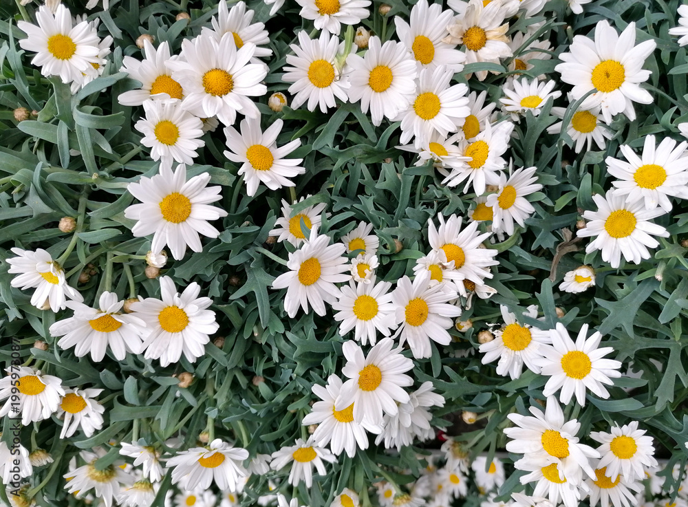 Naklejka premium Argyranthemum frutescens, marguerite daisy flower background close-up stock photo images. Beautiful marguerite daisies top view stock photo images