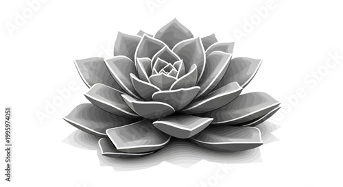 Grayscale succulent plant vector illustration on a white background.