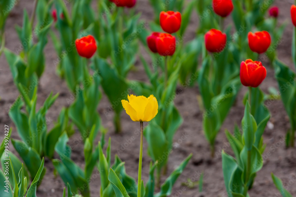 Obraz premium Yellow tulip standing out among vibrant red tulips in a garden bed with green leaves and soil visible in the background during spring season