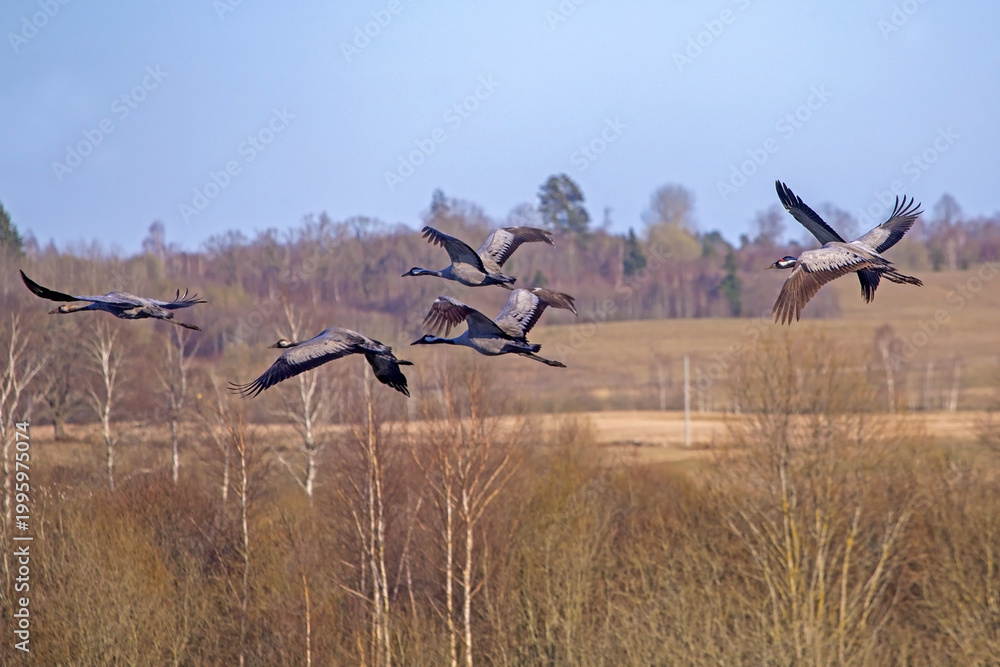Fototapeta premium Close-up of a flock of cranes flying over a spring forest. Common crane or Eurasian crane (Grus grus).