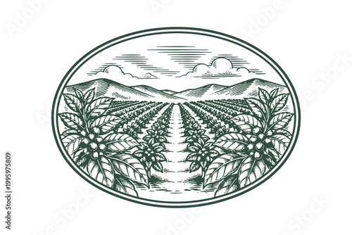 Coffee Plantation Landscape in Oval Badge Frame Vector Illustration Hand Drawn in Vintage Woodcut Engraving Style for Coffee Brand Logo and Label Design