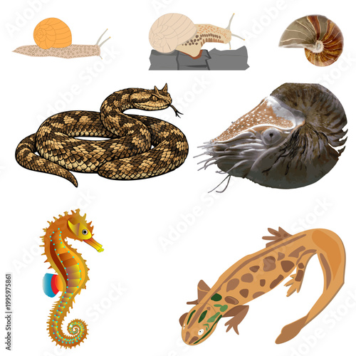 Snails, wild viper, nautilus pompilius, seahorse, common newt, horse, sea, 