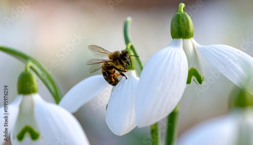 Bee collecting pollen from snowdrops.