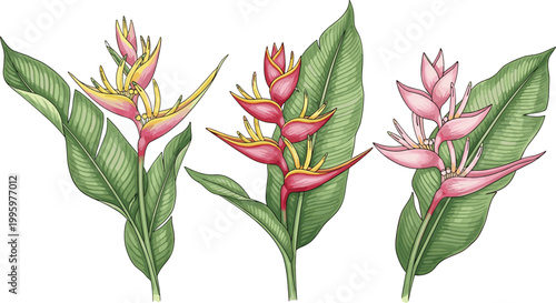 Tropical heliconia flowers set with green leaves exotic botanical illustration colorful floral elements for summer design vector isolated on light background