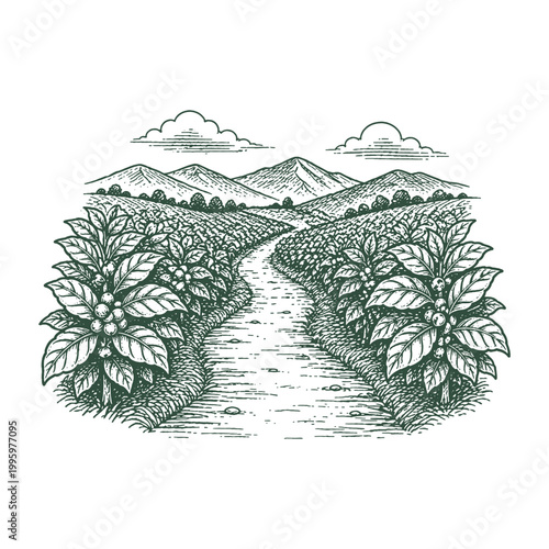 Canvas Print Scenic Coffee Plantation Field with Path Vector Illustration Hand Drawn in Vinta