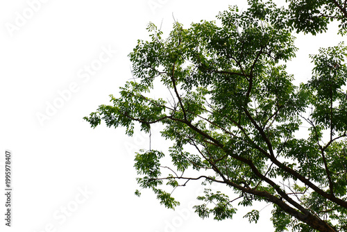Green leaf isolated transparency background..