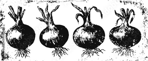 Illustration of four onions with roots and sprouts, vintage botanical engraving