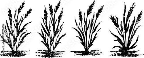 set of four black and white rice plants illustrations with detailed leaves and roots