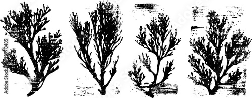 Detailed black coral illustrations in silhouette with complex branch structures