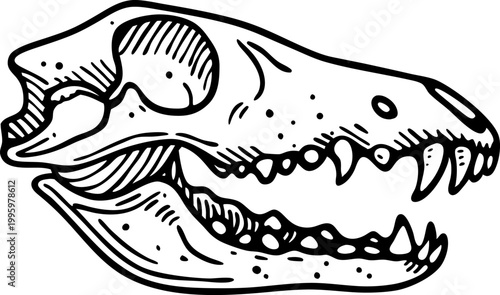 Animal skull illustration with sharp teeth and detailed jawbone sketch