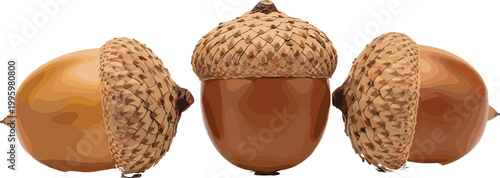 Acorns set with caps and seeds realistic autumn oak nuts natural forest elements vector illustration isolated on light background