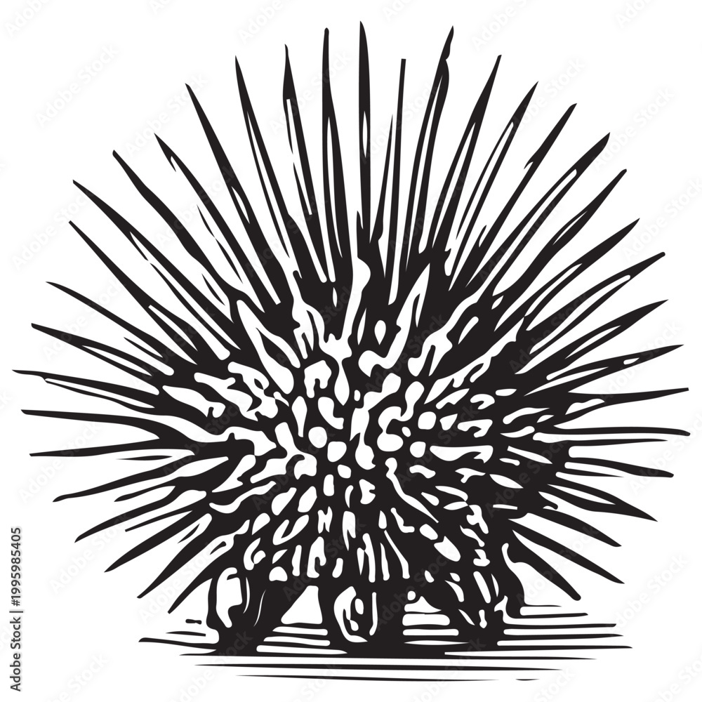 Obraz premium Sea Urchin Spiny Marine Ocean Life Underwater Reef Creature Illustration