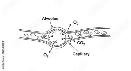 Diagram of Alveolus and Capillary.