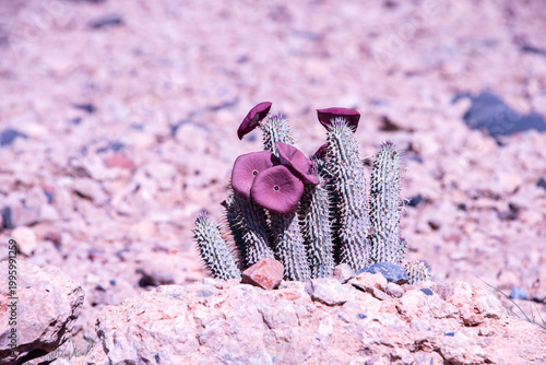 A rare Hoodia blooms in the Namib Desert, its star-shaped flower emerging from a harsh landscape, a striking display of resilience and adaptation in one of the oldest deserts on Earth