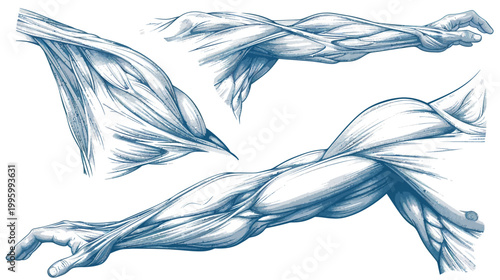 Detailed anatomical illustration of human arms displaying muscles and tendons, in a monochromatic tone