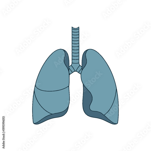 Human lungs anatomy illustration.