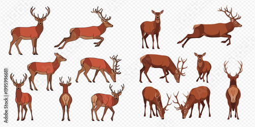 Collection of various deer poses and actions on a transparent background.