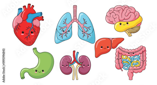 Human Internal Organs Anatomy Illustration.