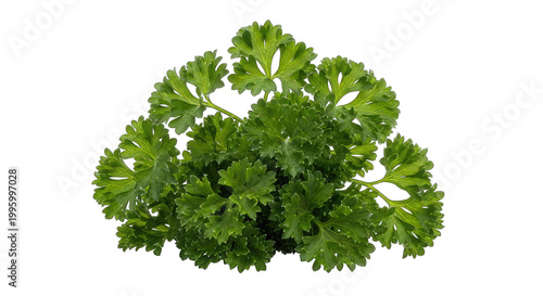 A bunch of fresh parsley leaves on a isolated on white cutout png transparent white festive celebration event festival carnival template poster banner download 2026 2027 2028