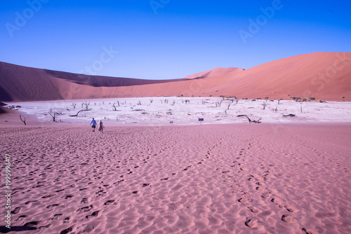 A solitary Acacia tree standing against the vast landscape of Namibia, its flat canopy silhouetted under the open sky of the African savanna.