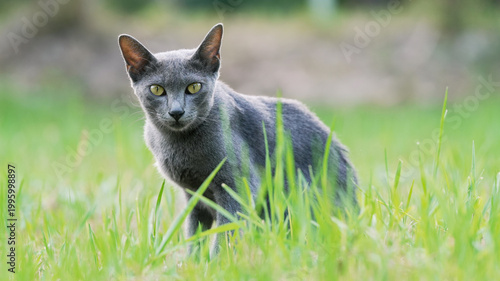 Gray cat standing in green grass, alert gaze natural outdoor setting, soft background selective focus animal portrait