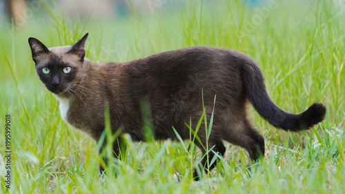 Beautiful Siamese cat in garden scene with warm tones relaxed posture and gentle natural lighting