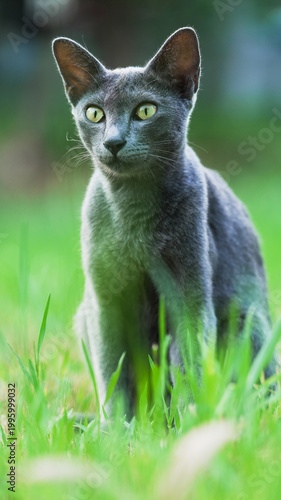 Korat cat standing in lush green grass  alert expression, natural outdoor light  soft blurred background elegant feline portrait.