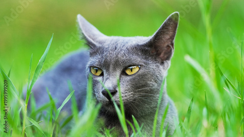 Korat cat in meadow gray coat shining, focused gaze  peaceful nature scene shallow depth of field minimal composition