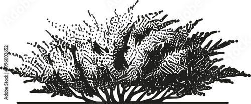 Detailed Plant Illustration