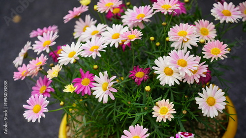 Fully bloomed Marguerite daisy