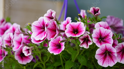 Fully bloomed Petunia