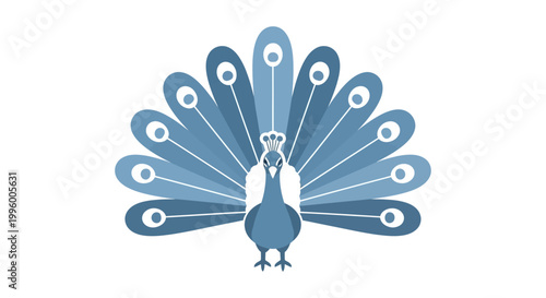 Blue Peacock Bird Spread Wings Display.