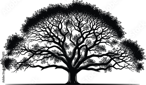 Large Oak Tree Silhouette with Detailed Branching Pattern and Wide Canopy for Nature Logo Landscapes Environmental Conservation and Genealogical Family Tree Vector Designs