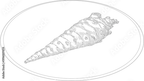 Detailed drawing of a parsnip-like root vegetable, set within an oval frame
