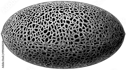 Detailed etching of an oval, netted melon-like fruit on a white backdrop