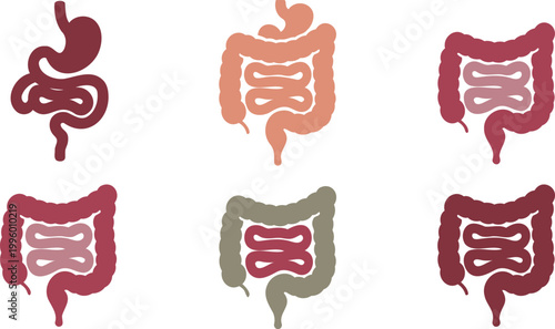 Human digestive system organs intestines anatomy infographic colorful illustrations  various colored intestine diagrams