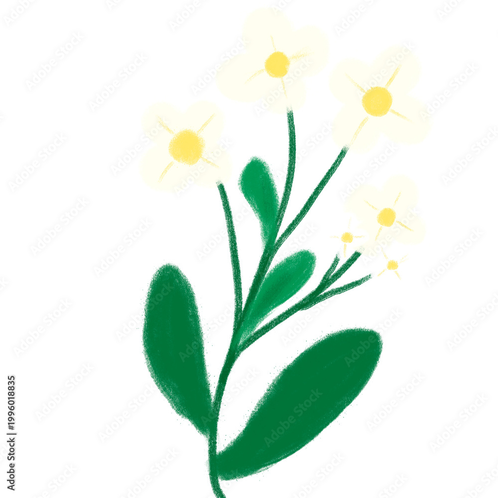 Fototapeta premium Pale daisy cluster clipart isolated on white